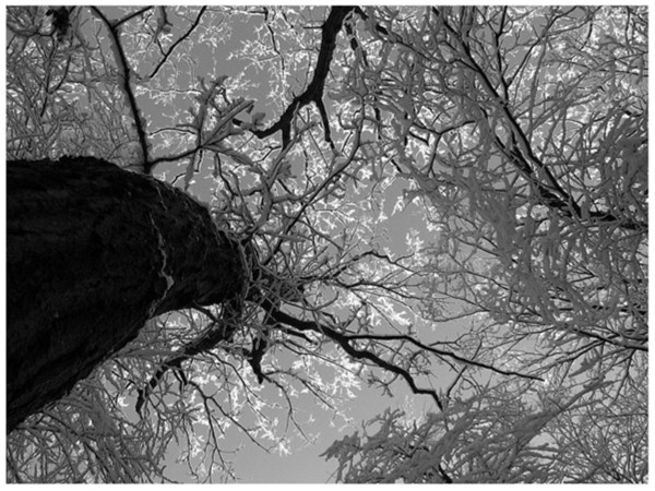 Don't Look Up!!!!