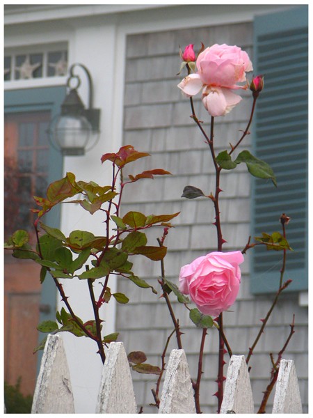 Fall Roses
