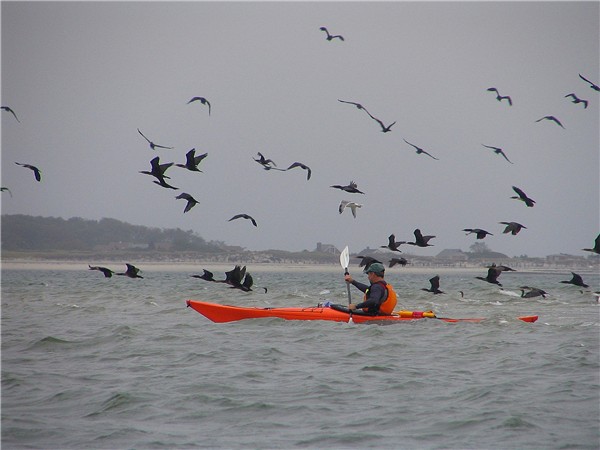 Paddling with Cormorants