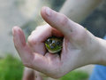 Ribbit