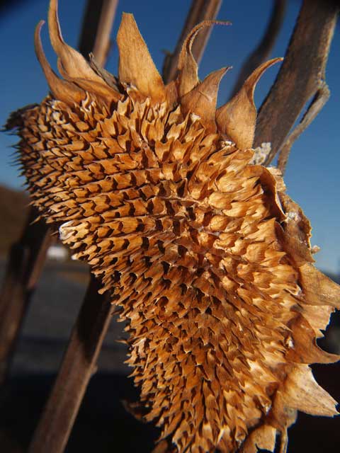 driedsunflower.jpg