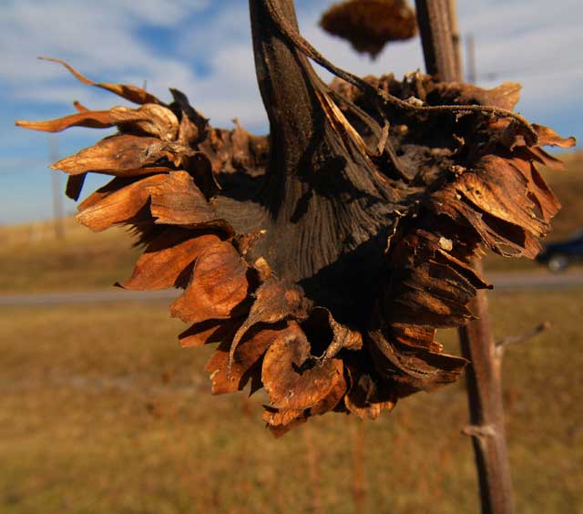 dryflower.jpg