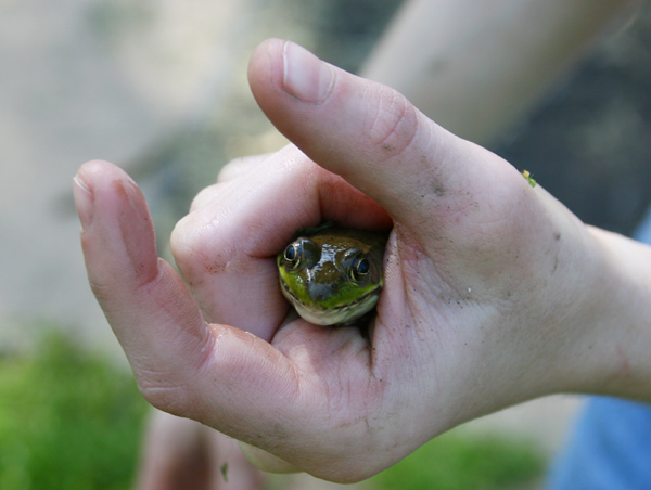 Ribbit