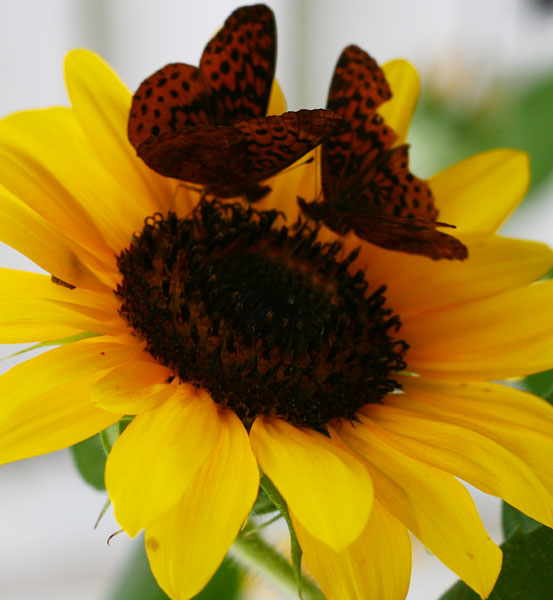 butterflies1.jpg