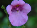 UT botanical and ice rink 067.jpg