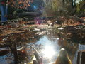 UT botanical and ice rink 003.jpg