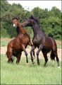 Stallions