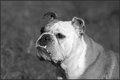Amy