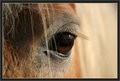 Eye of a horse