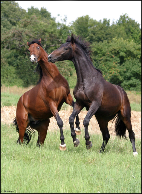 Stallions