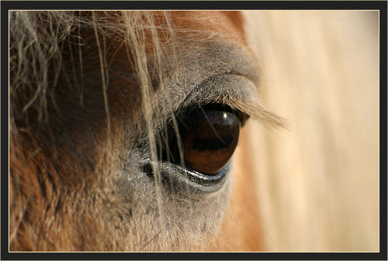 Eye of a horse