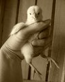 A Bird in the Hand (sepia)