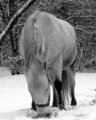 Pony in Snow (B&W)