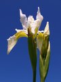 White Iris