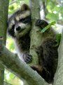 Wild Baby
