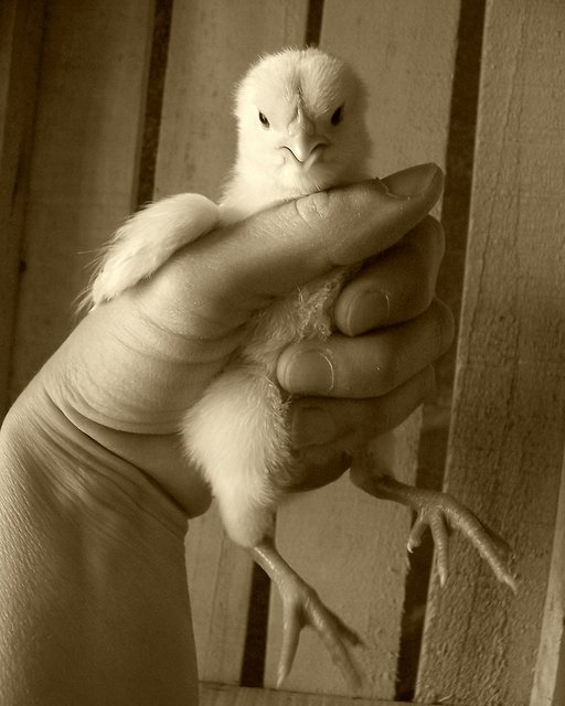 A Bird in the Hand (sepia)