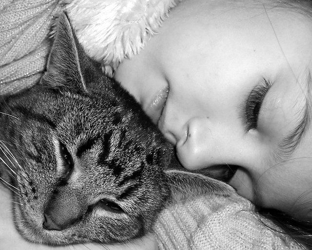 A Cozy Catnap II
