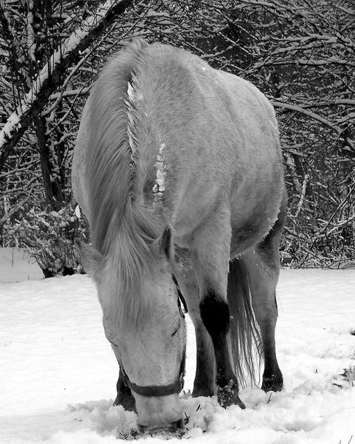 Pony in Snow (B&W)