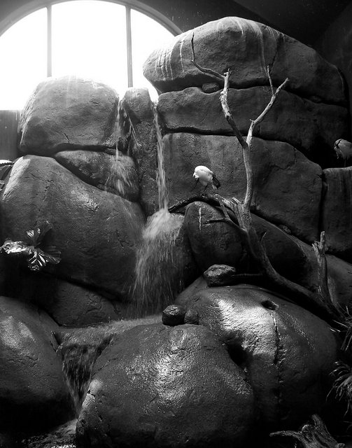 Sacred Ibis Waterfall