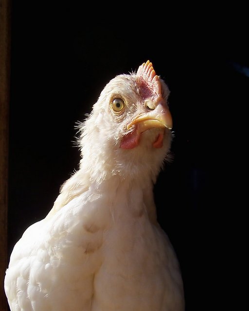 Chicken Portrait