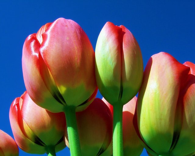 Tulips on Blue