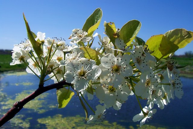 Pear Blossoms & Pond