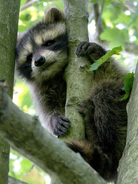 Wild Baby