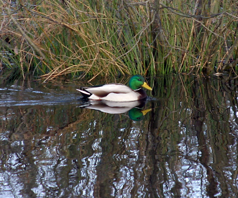 Reflected Mallard