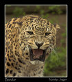 Bandar - Persian Leopard