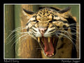 Harry - Clouded Leopard