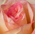 Pink Rose