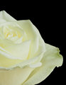 White Rose 2