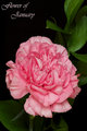 Flower of January