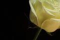 White Rose 3