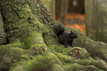 Black Squirrel in Hitchin