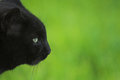 Profile of a Stray