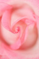 Abstract Rose