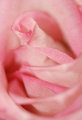 Abstract Rose 2