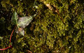 Little Leaf