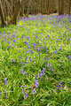 Bluebell Wood