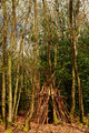 Wigwam in the Woods!