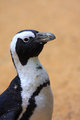 Pengooooooin