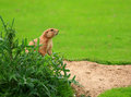 Cute Little Marmot 1
