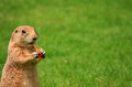 Cute Little Marmot 2