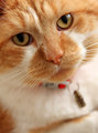 Archie