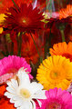 'All the colours of the rainbow'