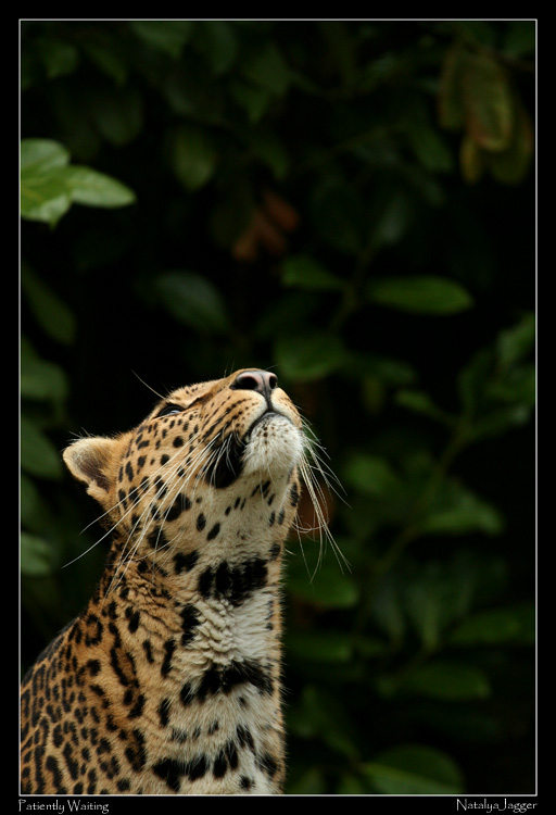 Sheena - African Leopard