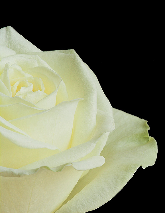 White Rose 2