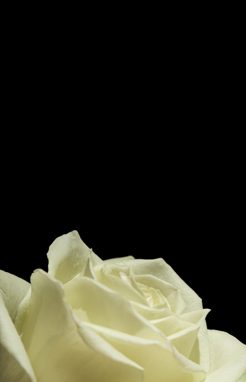 White Rose 1