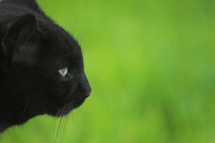 Profile of a Stray